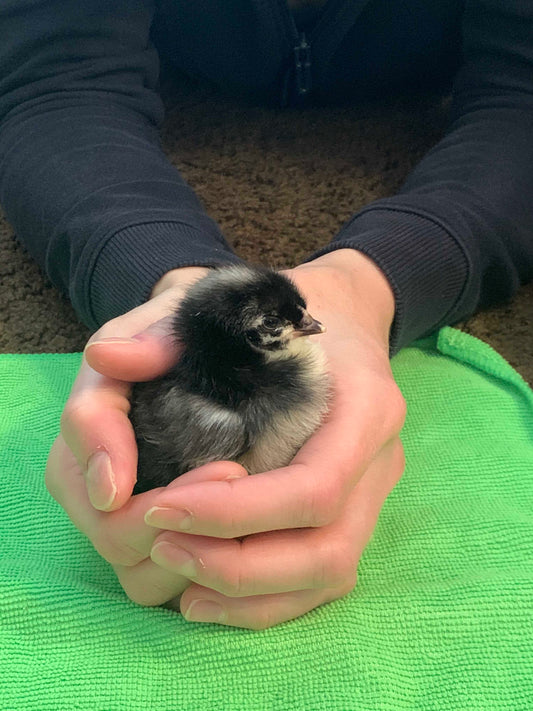 Chick Hatching Experience: Curriculum Connections and Lessons Learned